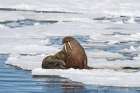 Norway, Svalbard. Bearded seal on an ice floe in Arctic Ocean. Art Print